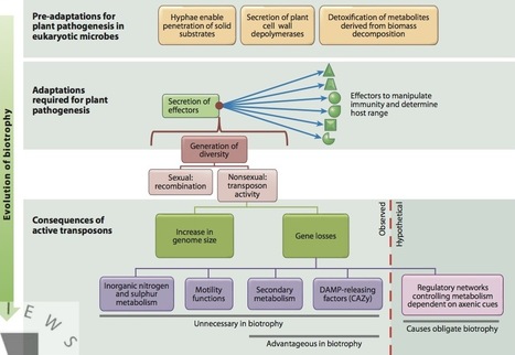 Annu Rev Phytopathol: The Genomics of Obligate (and Nonobligate) Biotrophs (2012) | Plant Pathogenomics | Scoop.it