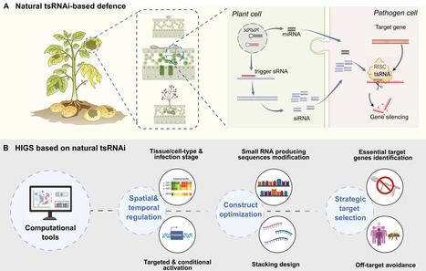 Natural small RNA-based defense informs engineering of host-induced gene silencing in plant disease resistance | cin | RMH | Scoop.it