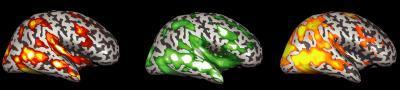 Your brain on Big Bird | Science News | Scoop.it