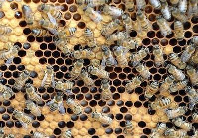 Les abeilles grecques font de la r&eacute;sistance - ouest-france.fr | Agriculture en Pays de la Loire | Scoop.it