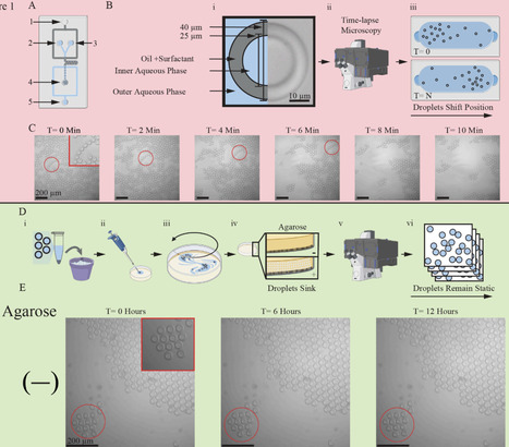 Simple and Multiplexed Tracking of Bacterial Growth in Double Emulsion Droplets | brvt | RMH | Scoop.it