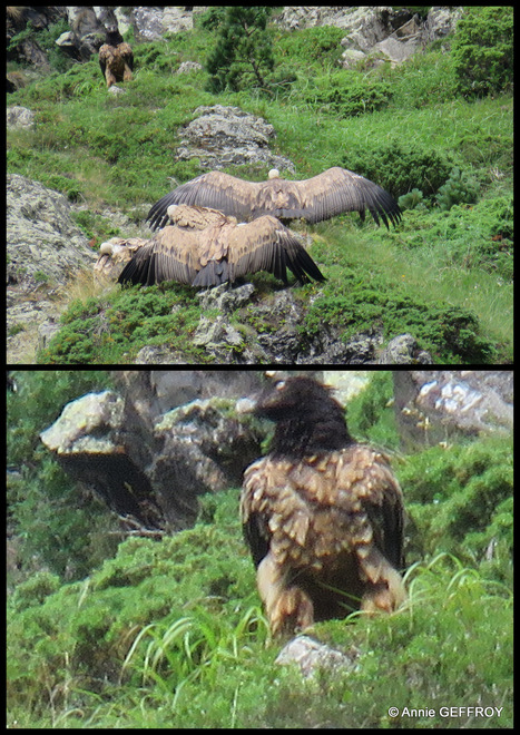 Les vautours fauves et le gypaète  | Vallées d'Aure & Louron - Pyrénées | Scoop.it