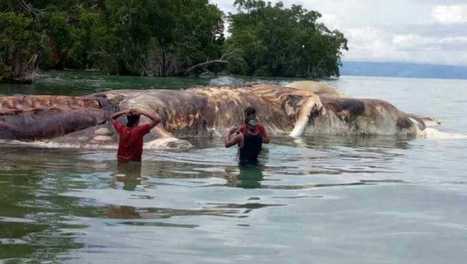 Scientists have identified the 50-foot creature that washed up on an Indonesian beach | Coastal Restoration | Scoop.it