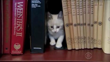 Une bibliothèque à chats au Nouveau Mexique | -thécaires | Actualité(s) des Bibliothèques | Scoop.it