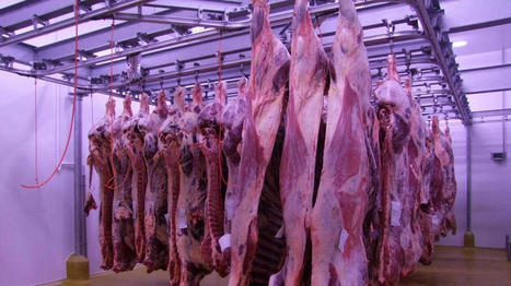 Prix de la viande : du champ à l’assiette, les coûts explosent et inquiètent en Deux-Sèvres | Actualité Bétail | Scoop.it