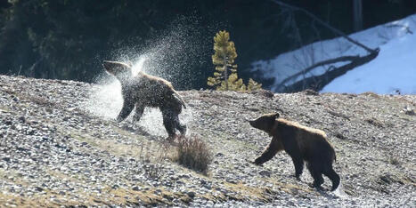 Trump and Musk ‘functionally destroying’ historic Yellowstone grizzly bear science team - Raw Story | Operation Deimos | Scoop.it