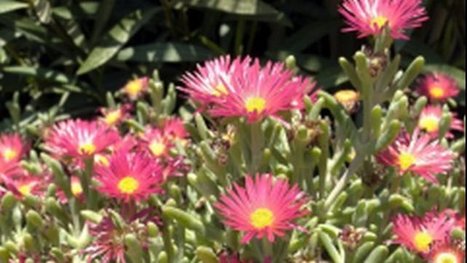 Les griffes de sorcières, plaie du littoral roussillonnais | Biodiversité | Scoop.it