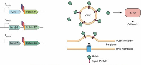 Engineered gut symbionts mediate cross-phylum antagonism to suppress uropathogenic Escherichia coli colonization | brvbe | RMH | Scoop.it