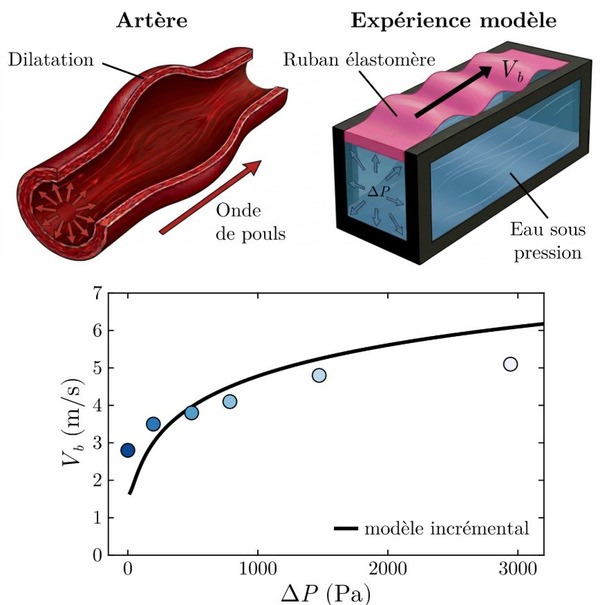 Wave propagation in a model artery | Interventional Cardiology | Scoop.it