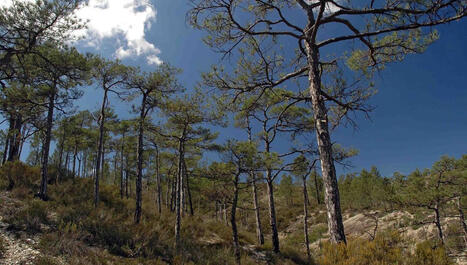 Pourquoi plante-t-on des pins de Salzmann en sud Ard&egrave;che&nbsp;? - ICI | Environnement - &Eacute;nergie | Scoop.it