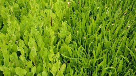 Plantes fourragères riches en tanins : Chicorée et plantain, des espèces de pâturage aux nombreux atouts | Lait de Normandie... et d'ailleurs | Scoop.it