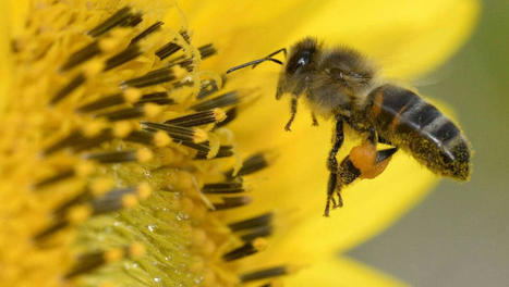 &laquo;&nbsp;Les abeilles valent 153&nbsp;milliards de dollars&nbsp;&raquo; - www.ouest-france.fr | Gestion Durable des Ressources | Scoop.it
