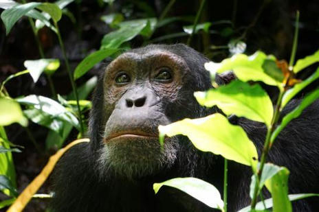 La minería amenaza a los grandes simios africanos más de lo que se creía | Mi Cajón de Ideas | Scoop.it