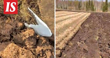 Juha pelasti lokin pellon keskelt&auml; Ylivieskassa | 1Uutiset - Lukemisen t&auml;hden | Scoop.it