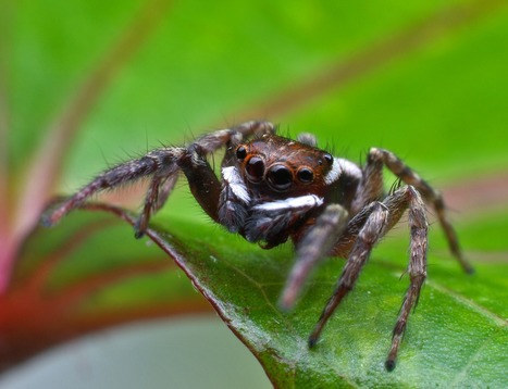 [Vidéos] Comment les araignées sauteuses atterrissent avec grâce ? | EntomoNews | Scoop.it