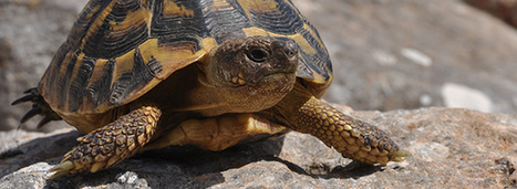 Protection de la Tortue d'Hermann : le plan d'action est soumis à consultation publique | Biodiversité | Scoop.it