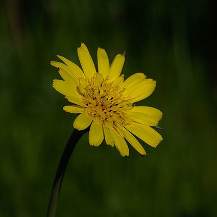 Huopakeltano | Wikiwand | 1Uutiset - Lukemisen t&auml;hden | Scoop.it
