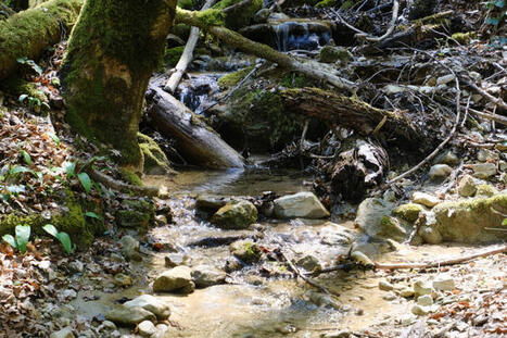La s&eacute;cheresse des petits cours d&rsquo;eau en juillet est &laquo;&nbsp;la plus critique jamais observ&eacute;e&nbsp;&raquo; | Toxique, soyons vigilant ! | Scoop.it