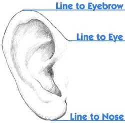 Featured image of post Ear Drawing Reference Front View