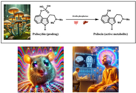La psilocybine et la psilocine, des antidépresseurs innovants à action rapide : propriétés pharmacologiques et mécanismes moléculaires | Life Sciences Université Paris-Saclay | Scoop.it
