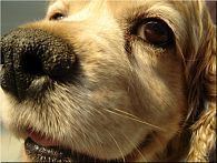 Philosophie du chien-chien | Philosophie en France | Scoop.it