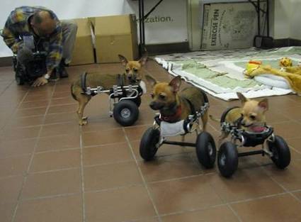 Wheelie Doggone Cute | Strange days indeed... | Scoop.it