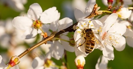 Protection des abeilles : l’Anses émet des recommandations afin de renforcer le cadre réglementaire | Prévention du risque chimique | Scoop.it