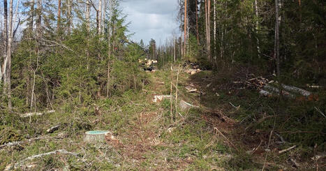 Analyysi: K&ouml;yh&auml;n seurakunnan tarve ruumishuoneelle osuu suomalaisen mets&auml;nhoidon ytimeen | Kotimaa | Yle | 1Uutiset - Lukemisen t&auml;hden | Scoop.it