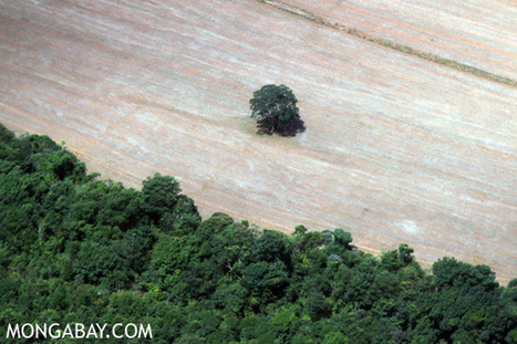Deforestation climbing - along with fears - in the Amazon | RAINFOREST EXPLORER | Scoop.it