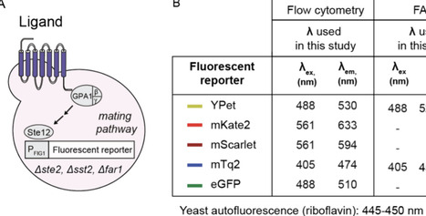 Tuning the Response of GPCR-Based Yeast Sensors Using Fluorescent Reporters | asb | RMH | Scoop.it