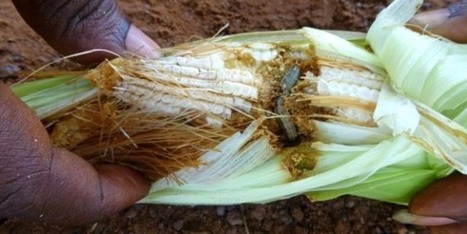 Les céréales africaines prises en otage par la chenille légionnaire | AFRIQUES | Scoop.it