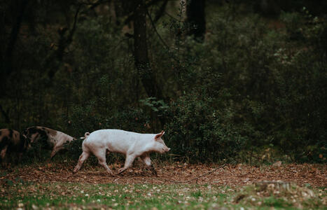 L'ECHO DEMETER : Cochon&nbsp;: surveillance et confinement au menu | L'ECHO DEMETER | Scoop.it
