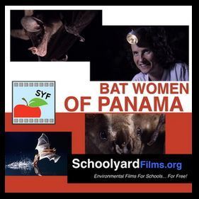 Bat Women of Panama | Science | Classroom Resources | PBS LearningMedia | Rainforest CLASSROOM | Scoop.it