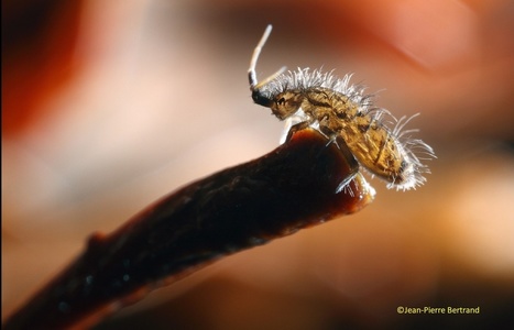 Les collemboles, le petit peuple du sol - L'Agrion de l'Oise | Variétés entomologiques | Scoop.it