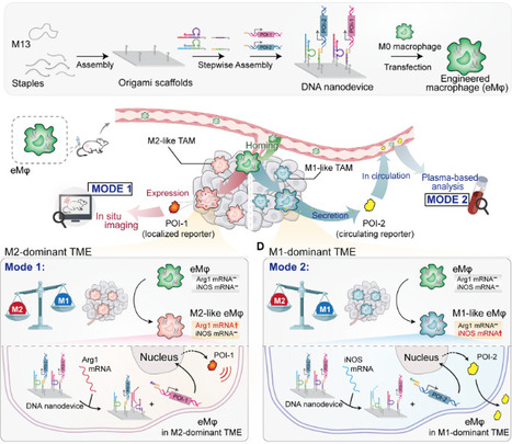 DNA nanodevice-engineered macrophages as living sensors for dual-mode in vivo monitoring of tumor-associated macrophage polarization | sadv | RMH | Scoop.it