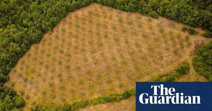 Italy's olive oil production drops by a quarter as 'tree leprosy' takes toll
