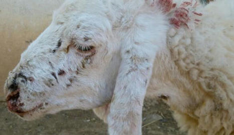 Clavelée sur les ovins : émergence d’une nouvelle pathologie en Espagne | Actualité Bétail | Scoop.it