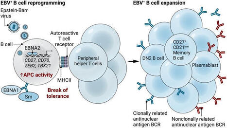 #lupus #immunology #autoimmunity #rheumatology | Nicola Ferrari | AUTOIMMUNITY | Scoop.it
