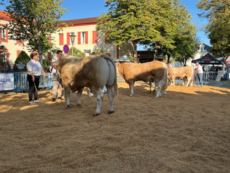 Agriculture - Des aides d’urgence pour les éleveurs d’herbivores | Landes - Conseils municipaux & communautaires | Scoop.it