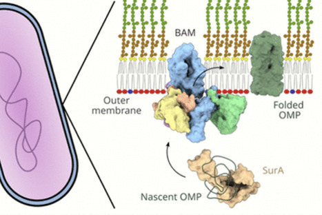 Integration of Membrane Proteins into the Outer Membrane of Diderm Bacteria by the BAM Complex | chem rev | RMH | Scoop.it