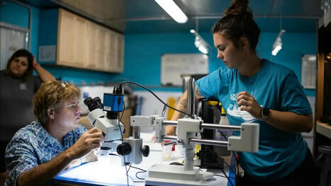 Texas scientists work to restore the Gulf's deep-sea coral 14 years after the BP oil spill / le 05.10.2024 | Pollution accidentelle des eaux (+ d&eacute;chets plastiques) | Scoop.it