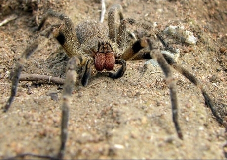 L'araignée banane ou le "viagra" à huit pattes | EntomoNews | Scoop.it