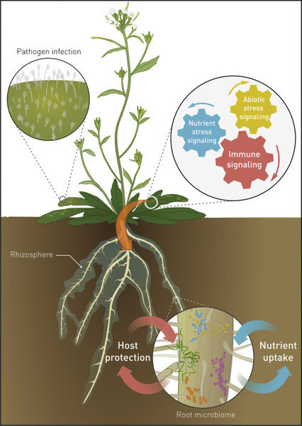 The Soil-Borne Legacy | RMH | Scoop.it
