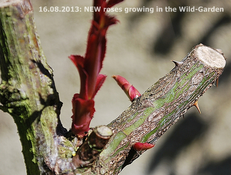 Gardening: The Wild-Garden | How To Cut Roses | Hobby, LifeStyle and much more... (multilingual: EN, FR, DE) | Scoop.it