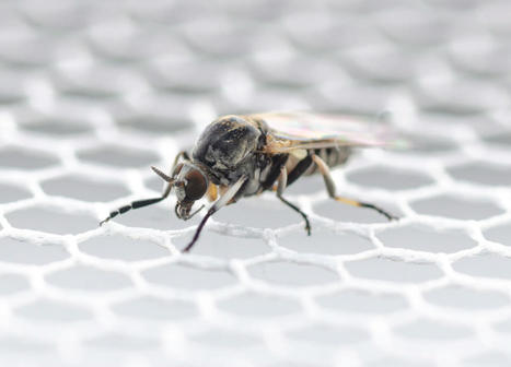 Propagation inquiétante de la "mouche noire" suceuse de sang en Allemagne | Changement climatique & Biodiversité | Scoop.it