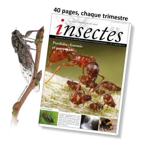 40 pages, chaque trimestre : Insectes   n° 197 est sorti ! | Variétés entomologiques | Scoop.it