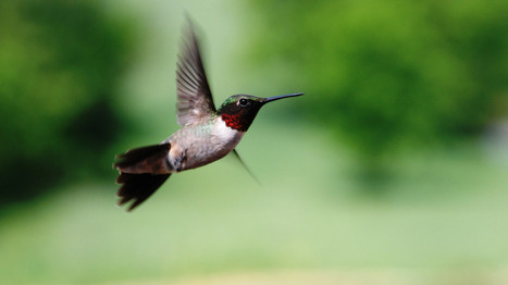 7 Citizen Science Projects for Bird Lovers | Rainforest CLASSROOM | Scoop.it