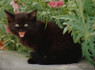 Italian Black Cat Inherits Impressive Â£8.5m Fortune | Strange days indeed... | Scoop.it