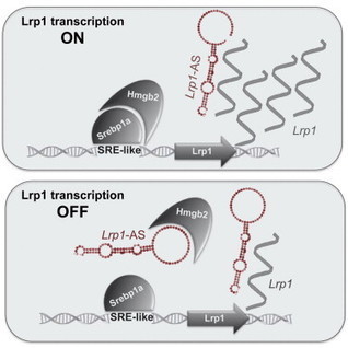 Antisense RNA Controls LRP1 Sense Transcript Expression through Interaction with a Chromatin-Associated Protein, HMGB2 - Cell Reports | Genetics - GEG Tech top picks | Scoop.it
