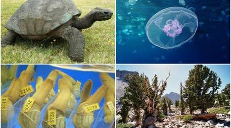 Pourquoi il y a plus de morts massives d’animaux que jamais auparavant ? | Toxique, soyons vigilant ! | Scoop.it